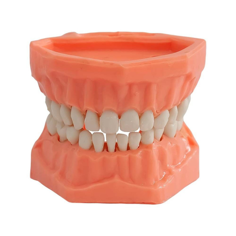 Tipodonto de acrilico infantil y adulto Adysa | Clinident Chilpancingo