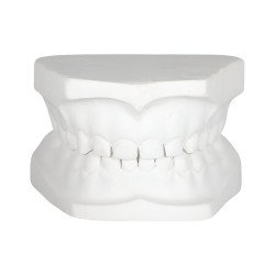 Tipodonto de yeso | Modelo didáctico para odontología | Clinident Chilpancingo