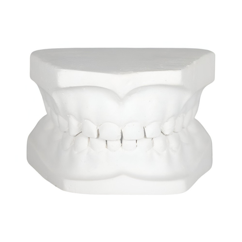 Tipodonto de yeso | Modelo didáctico para odontología | Clinident Chilpancingo