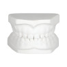 Tipodonto de yeso | Modelo didáctico para odontología | Clinident Chilpancingo