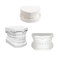 Tipodonto de yeso | Modelo didáctico para odontología | Clinident Chilpancingo