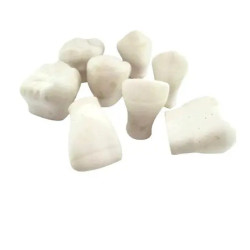 Macromodelo de Yeso | Herramienta educativa para odontología | Clinident Chilpancingo